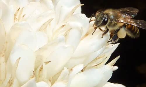 زنبور عسل در حال شهد آوری از گل قهوه