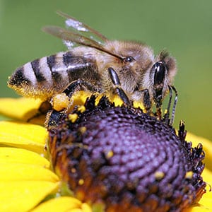 نژاد قفقازی زنبور عسل