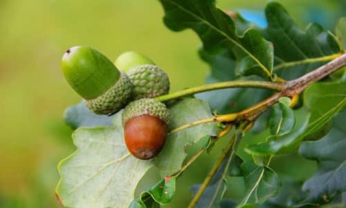 گره درخت بلوط باعث ایجاد حساسیت فصلی و آلرژی می شود