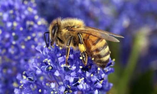 زنبور عسل در حال جمع آوری شهد