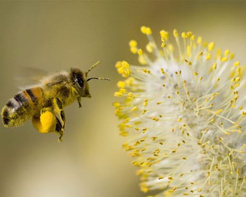 زنبور عسل در حال جمع آوری گرده گل