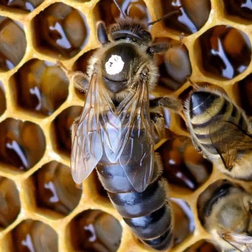 مکله زنبور عسل نژاد کارنیکا