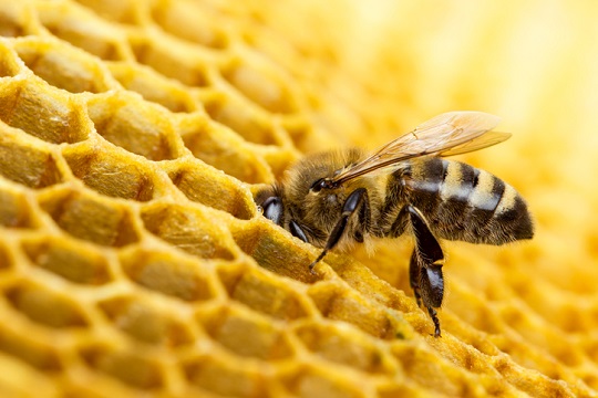 موم زنبور عسل چیست و چه فوایدی برای پوست دارد؟