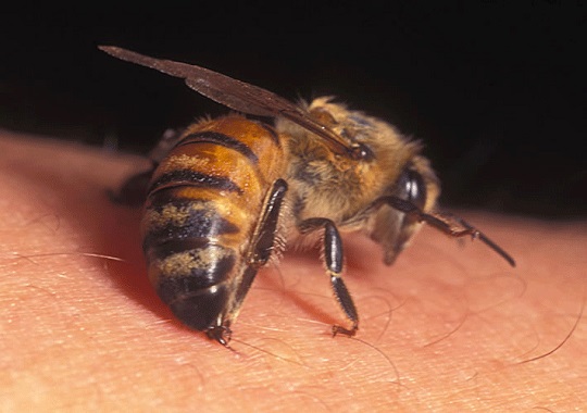 مزایای زهر زنبور عسل