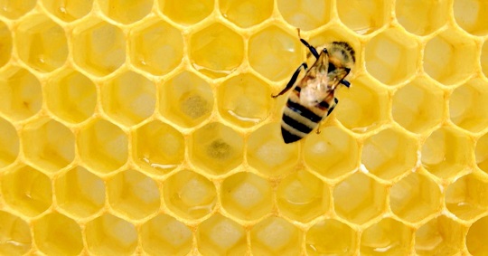 زهر زنبور عسل چیست؟