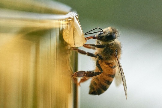 اقدامات احتیاطی و معایب احتمالی زهر زنبور عسل