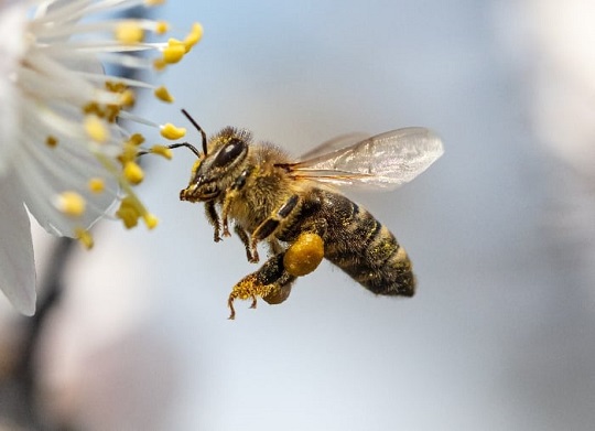 عسل طبیعی چطور تهیه می‌شود؟