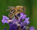 همه چیز درباره زنبور عسل نژاد کارنیکا